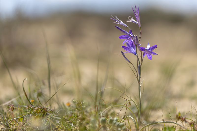 desert flower фото превью