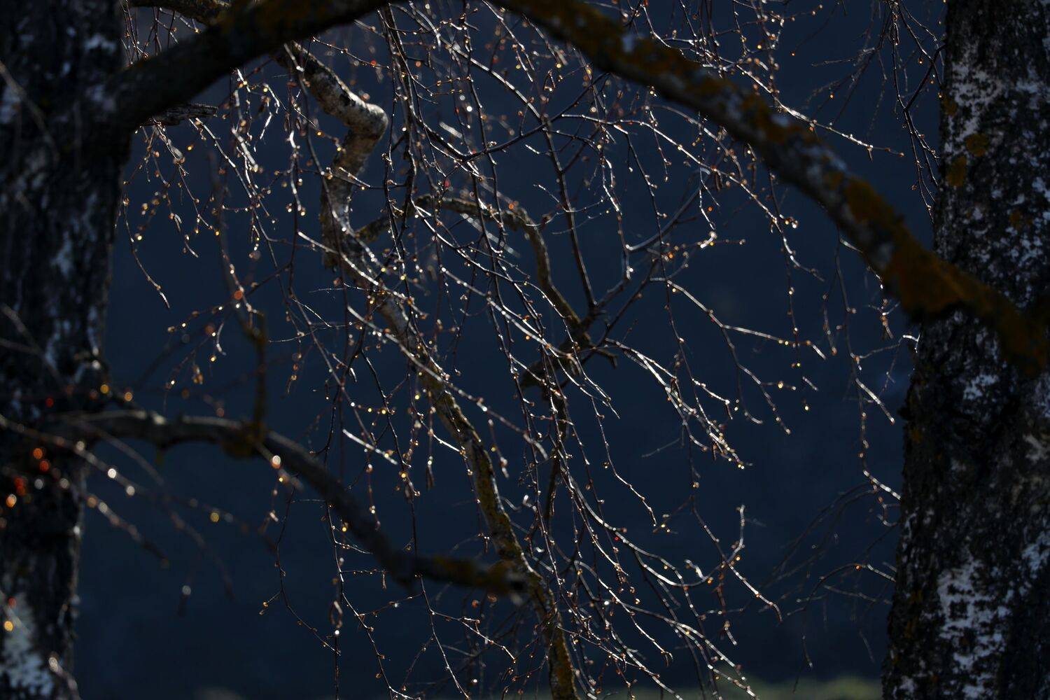 , Колосова Елена