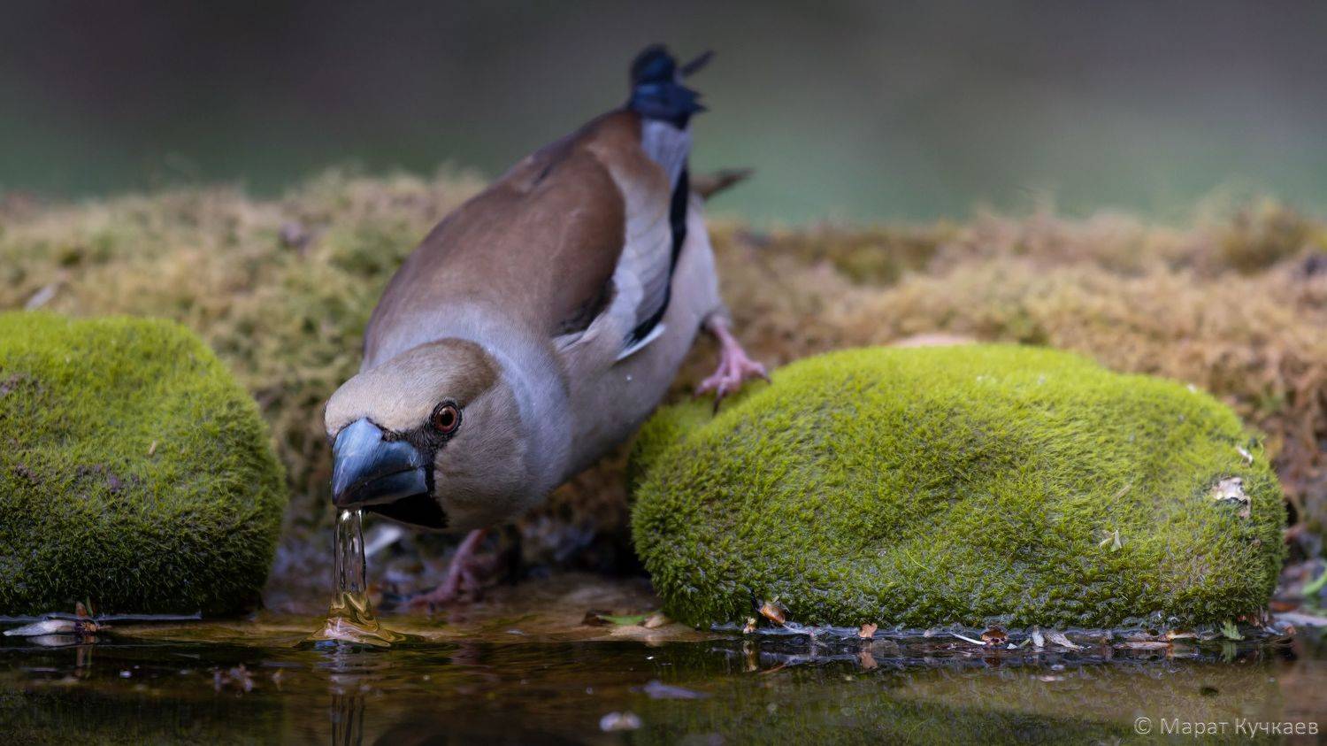 фотоохота, дубонос, птица, Марат Кучкаев