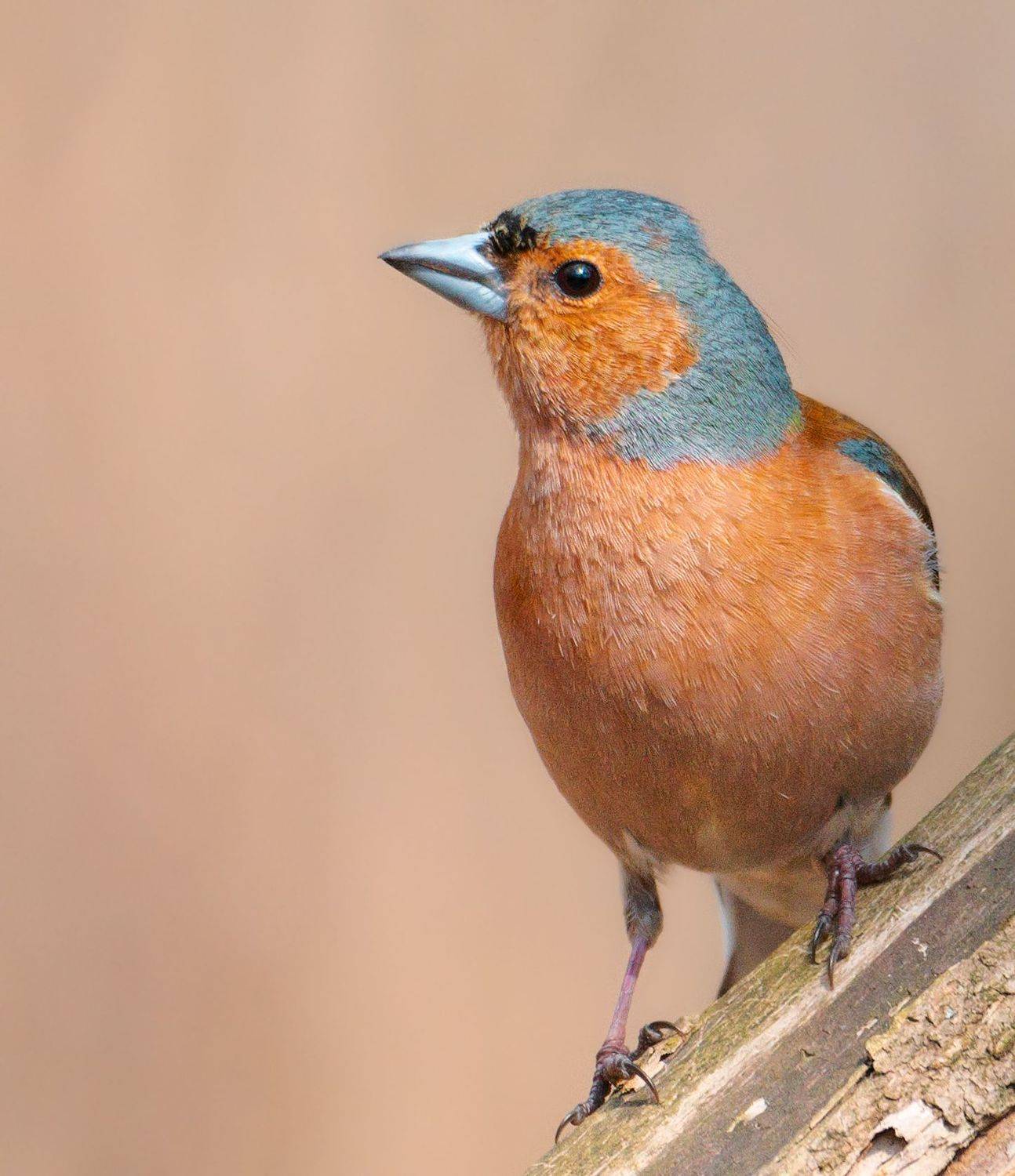Зяблик, птицы Москвы, фото охота, орнитология, nikon , Никон Александр
