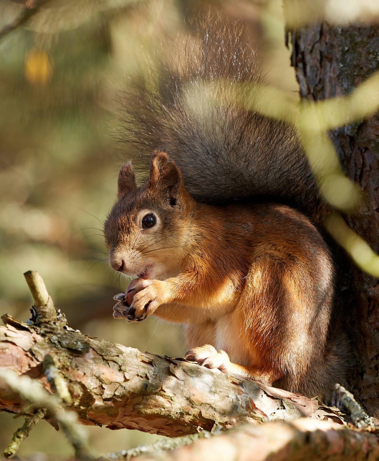 белка, squirrel, осень, Алексей Романов
