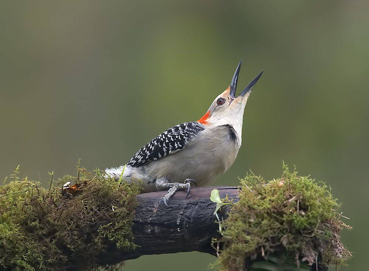 дятел, каролинский меланерпес, red-bellied woodpecker, woodpecker, Etkind Elizabeth