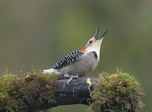 Red-bellied Woodpecker. female - Каролинский меланерпес