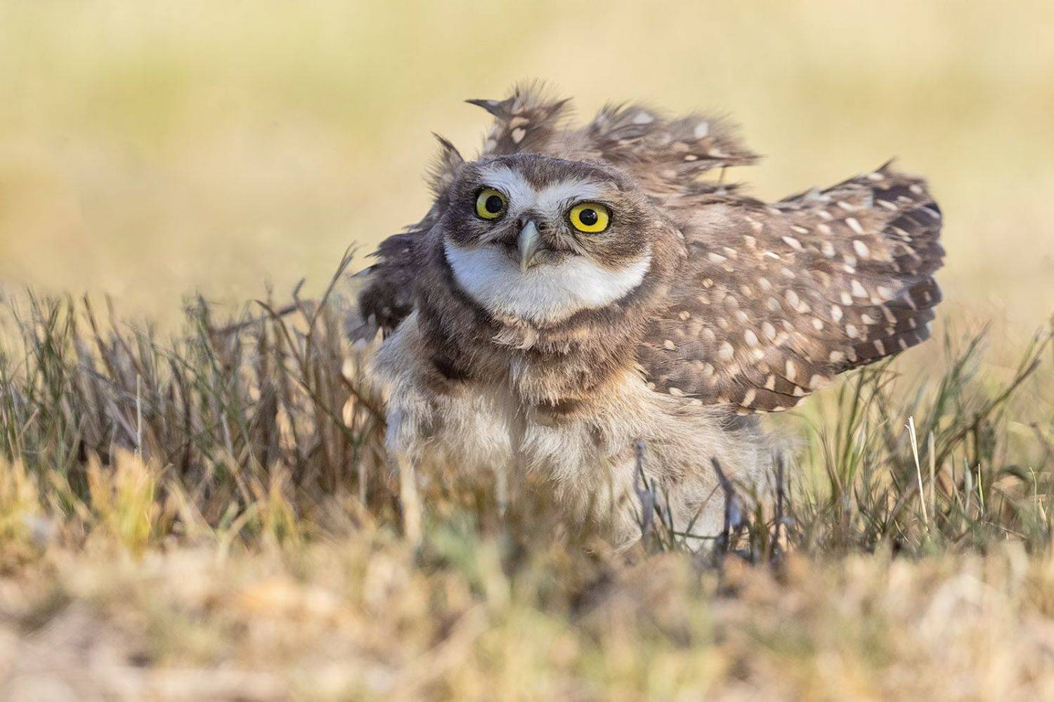 птицы, уругвай, Елена Давыдова