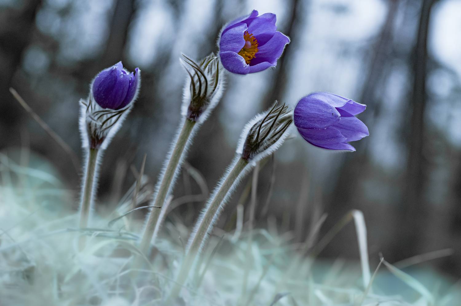 , Роман Зайцев