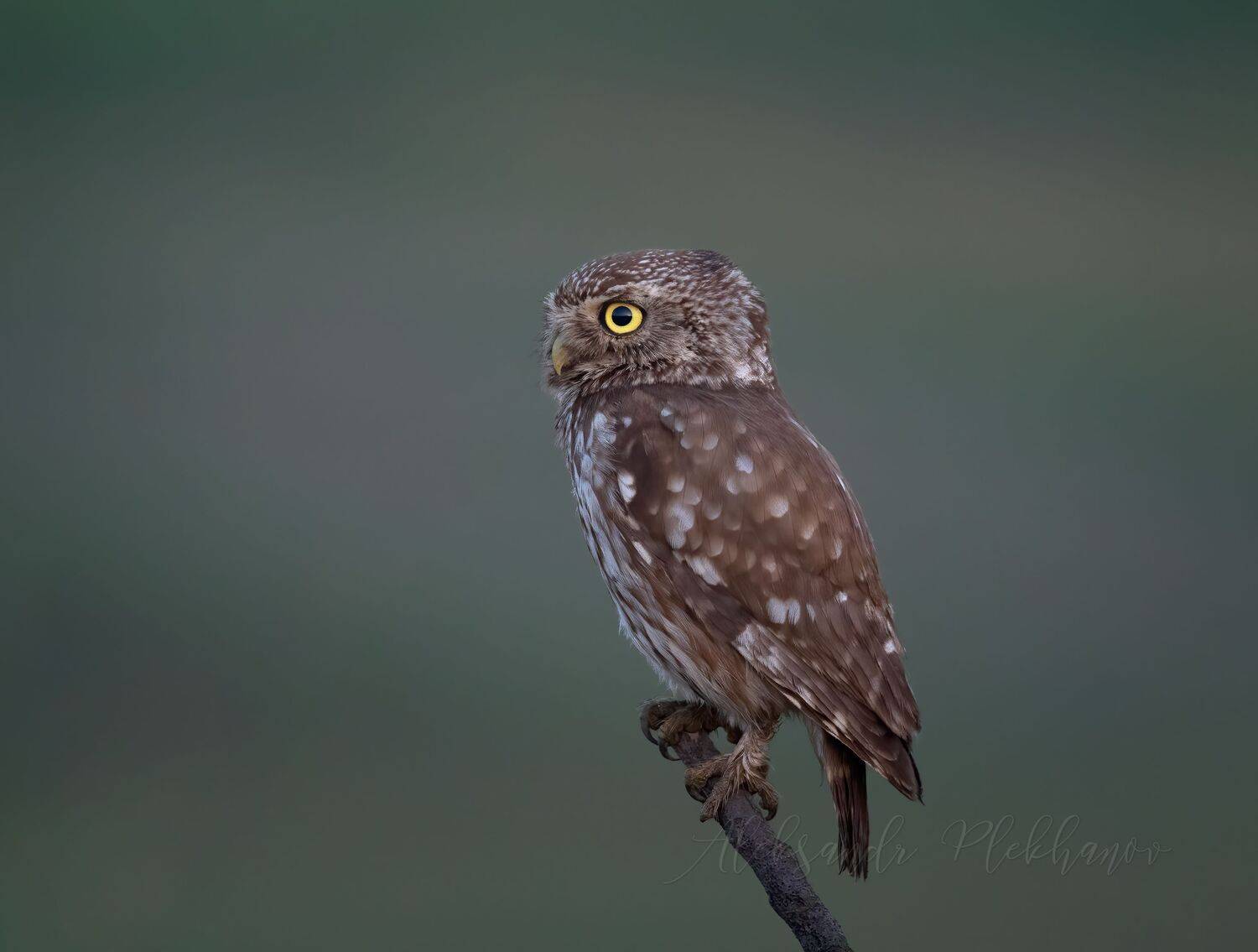 little_owl, Плеханов Александр