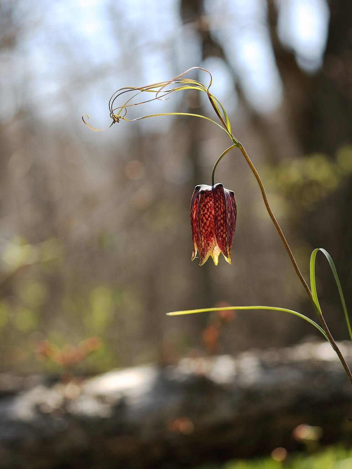 рябчик, уссурийский, пригород, владивосток, апрель, Евгений Слободской