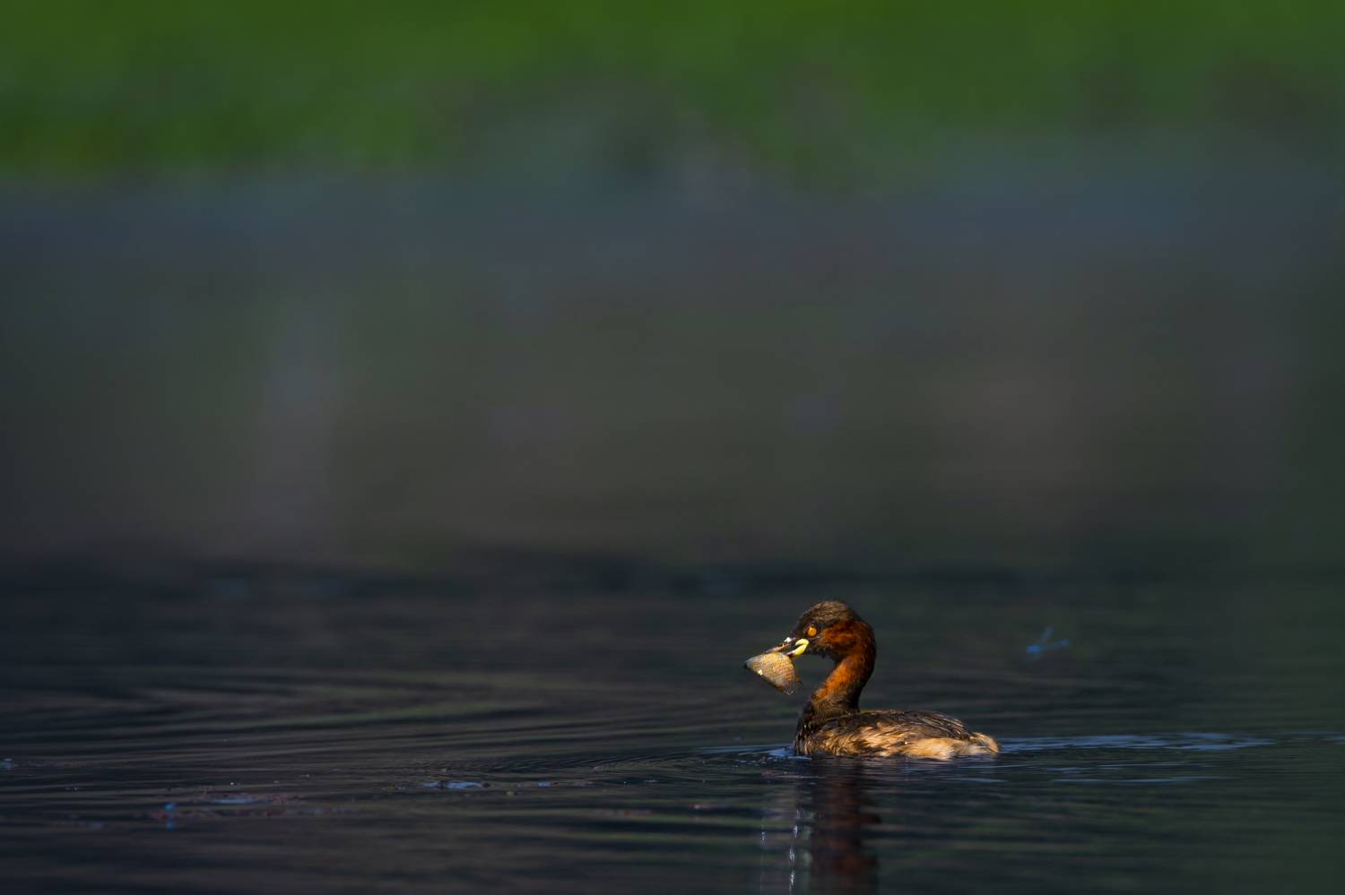 #birdphotography	 #birdsofinstagram	 #wildlifephotography	 #birds	 #naturephotography	 #bird	 #nature	 #wildlife	 #photography	 #birdwatching	 #natgeo	 #photooftheday	 #nikon	 #birding	 #naturelovers	 #canon	 #animals	 #birdlovers	 #travel	 #love	 #bestbi, Diganta Roy