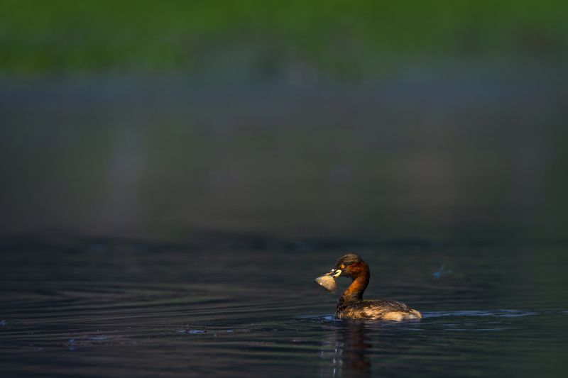 #birdphotography	 #birdsofinstagram	 #wildlifephotography	 #birds	 #naturephotography	 #bird	 #nature	 #wildlife	 #photography	 #birdwatching	 #natgeo	 #photooftheday	 #nikon	 #birding	 #naturelovers	 #canon	 #animals	 #birdlovers	 #travel	 #love	 #bestbi  фото превью