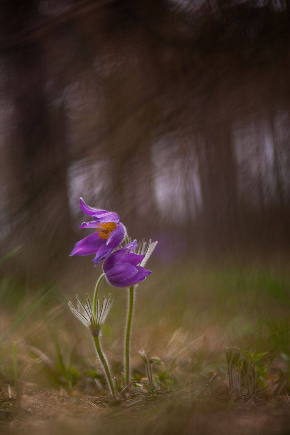 , Викулов Николай