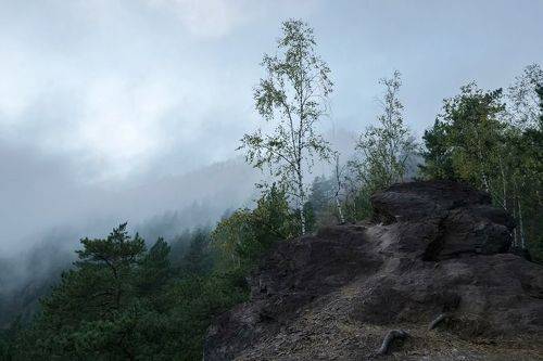 Таежное утро