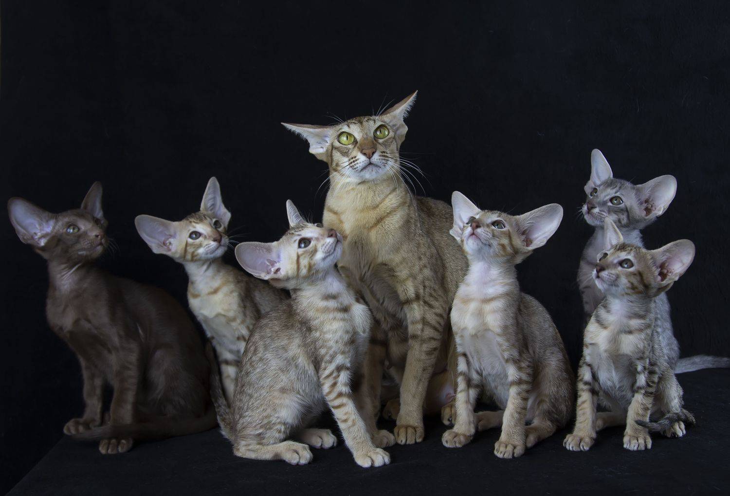 кот, котята, ориентальные, Татьяна Феденкова