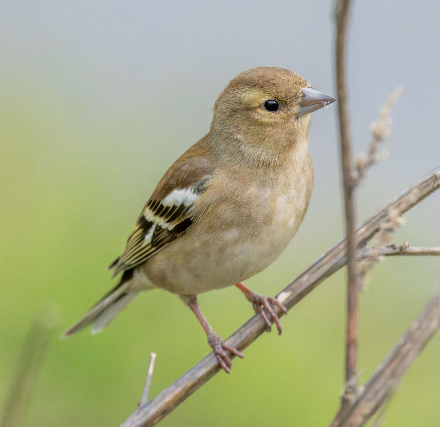 , Дэм Константин