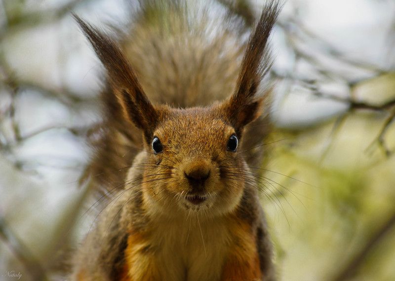 Нос к носу, глаза в глаза) фото превью