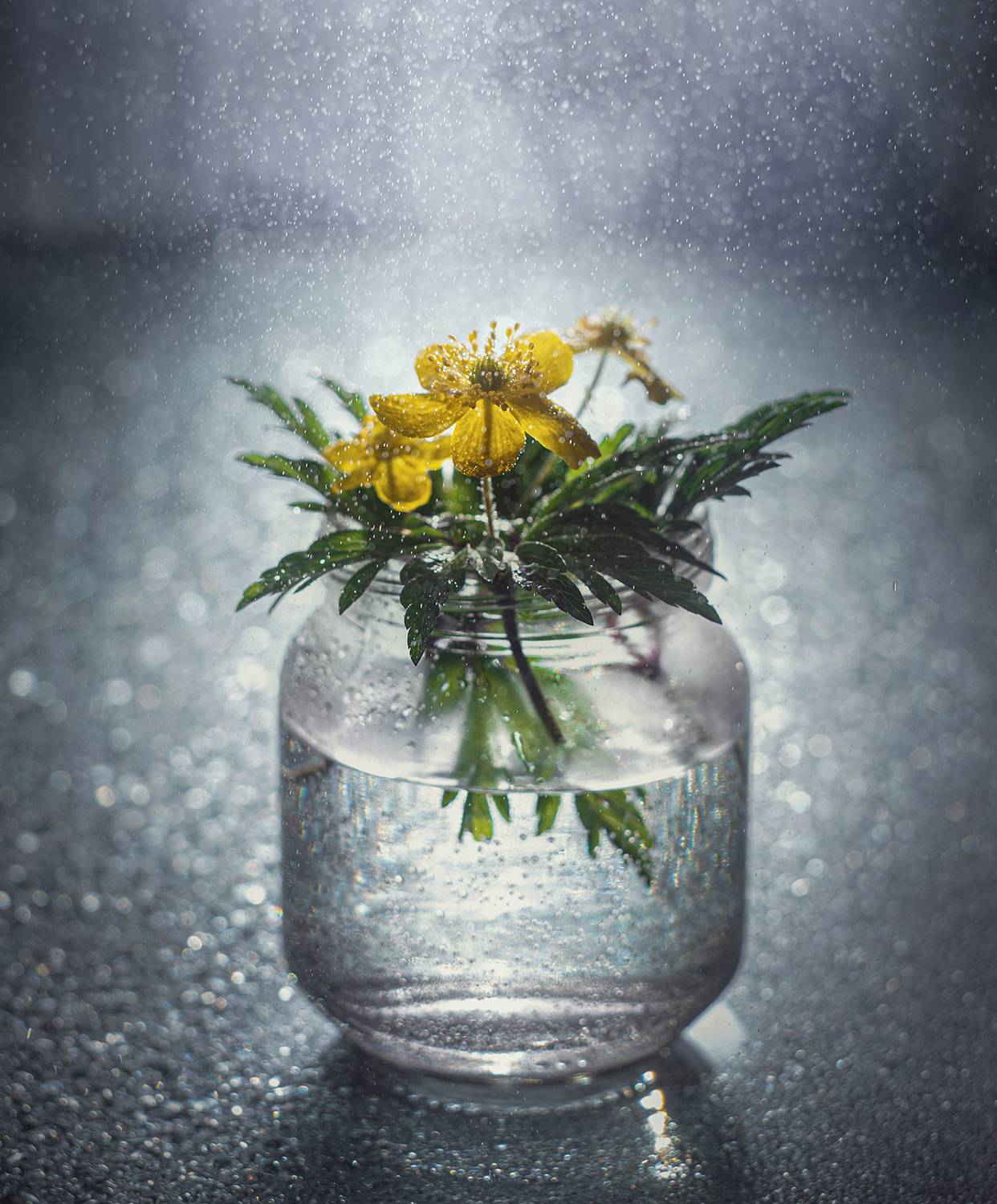 ветреница баночка свет солнца оконный свет гелиос гелиос-44, Сальников Евгений