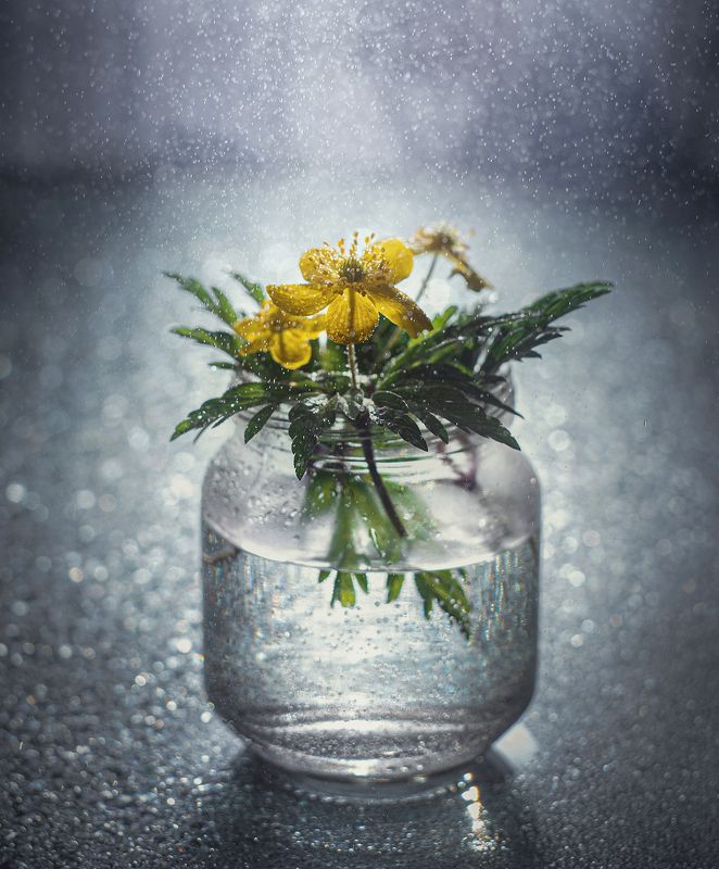 Ветреница фото превью