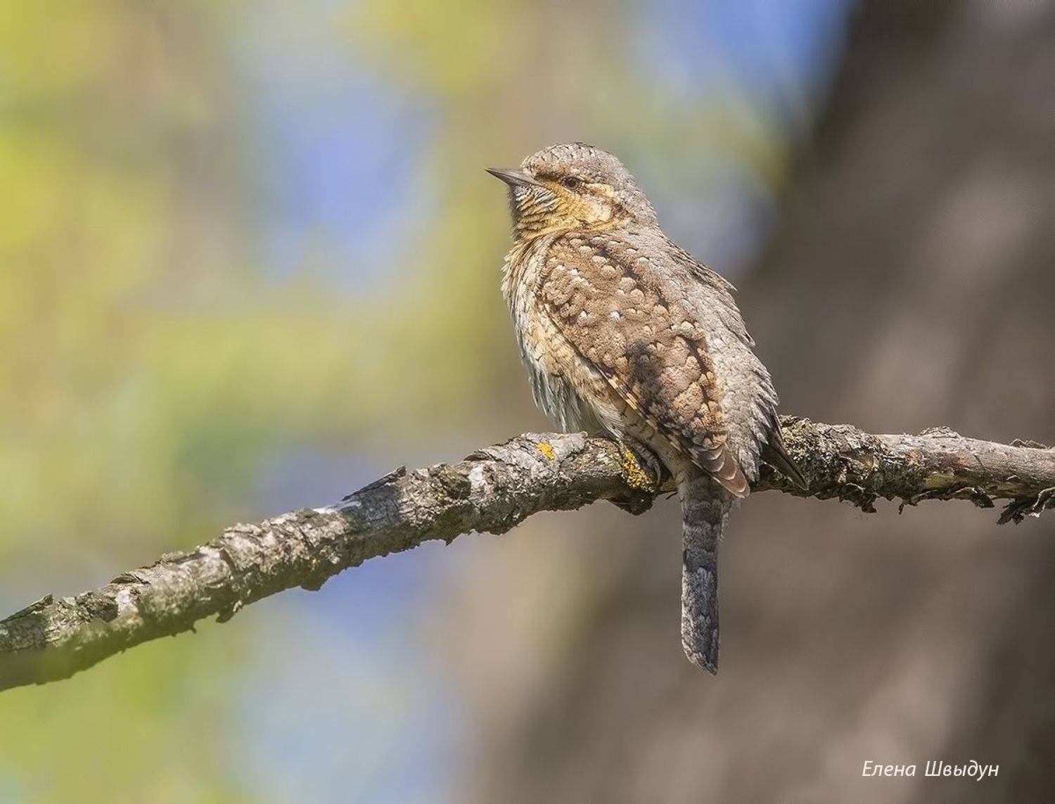 bird of prey, animal, birds, bird, animal wildlife, nature, animals in the wild, eurasian wryneck, вертишейка, птицы, птица, Елена Швыдун