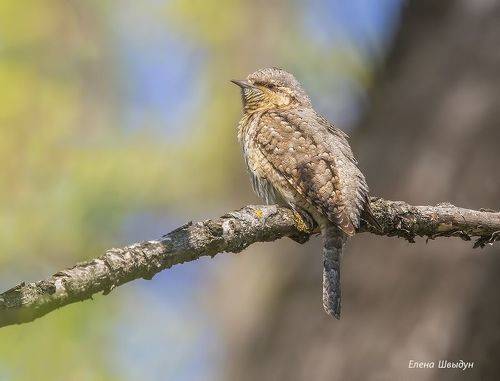 Eurasian wryneck