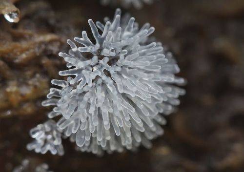 Хрустальный_Ceratiomyxa fruticulosum. Спорокарпы миксомицетов.