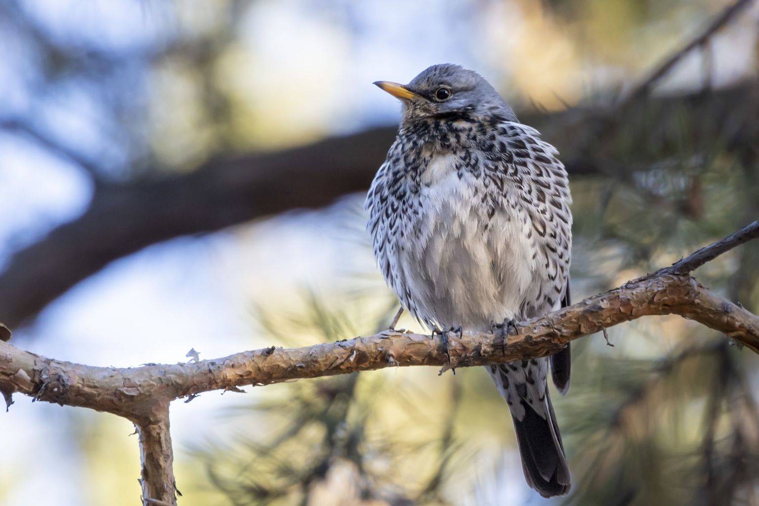 , Щепанов Дмитрий