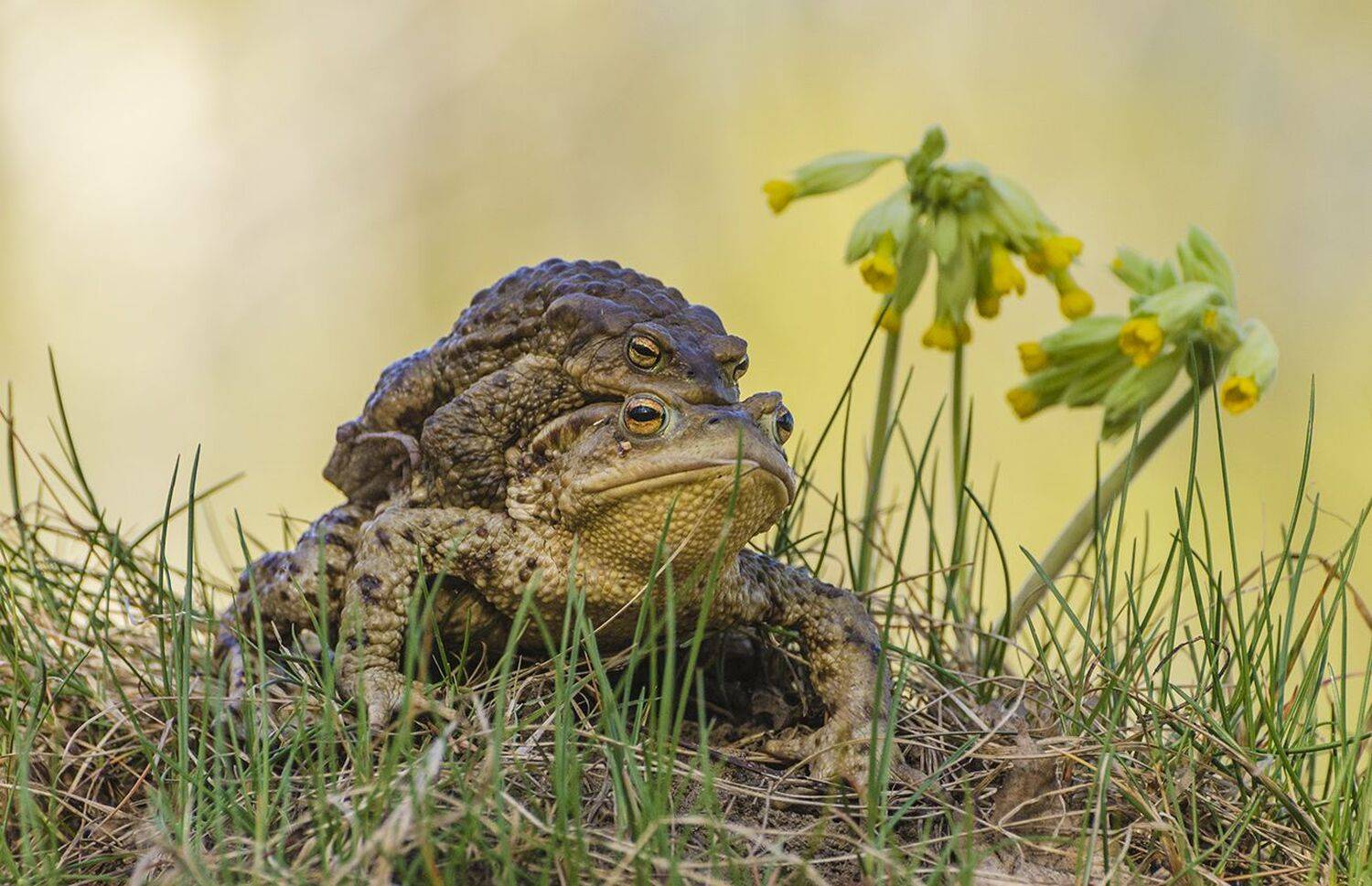 серые жабы, брачный сезон, Михаил Агеев