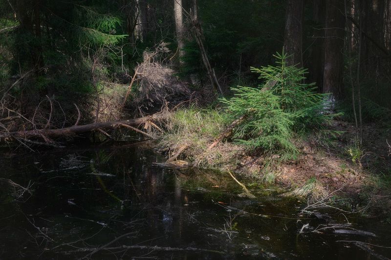 лес, весна, деревья, пейзаж Игра света в весеннем лесу фото превью