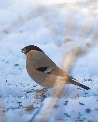 Birds and ...