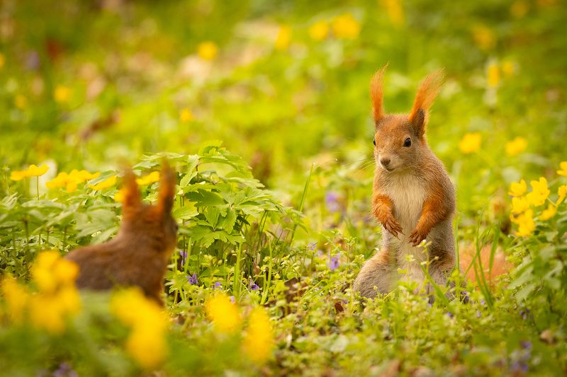 Squirrels фото превью