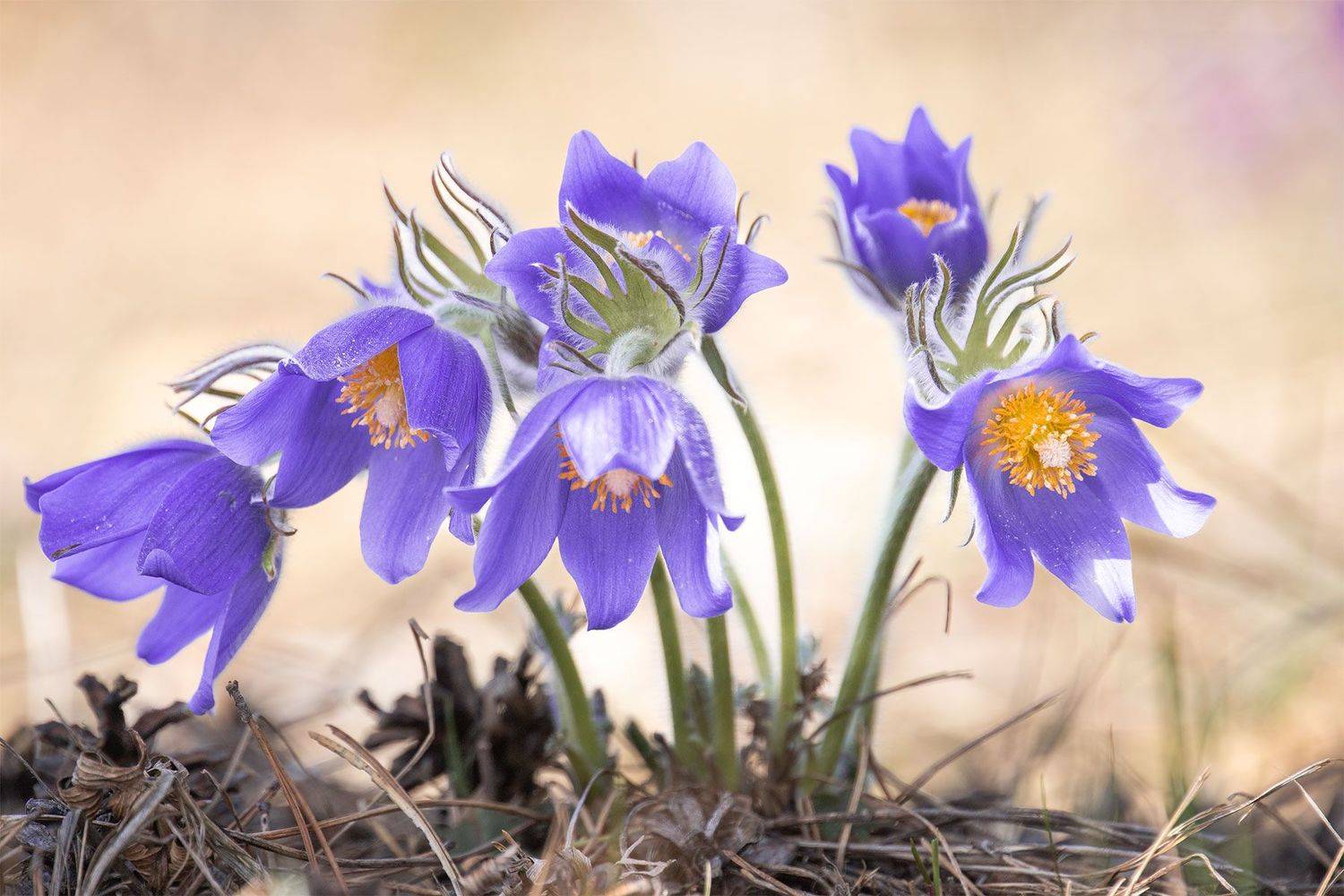 , Чудинин Дмитрий