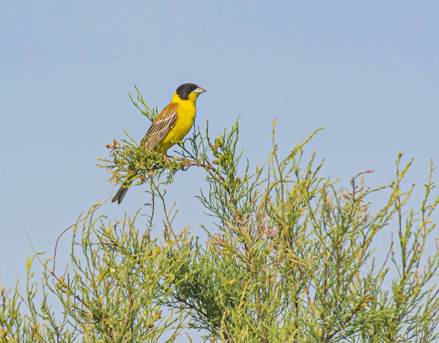 калмыкия. птицы. черноголовая овсянка, Савчук Сергей