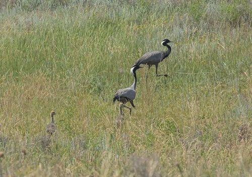 Семейство красавок