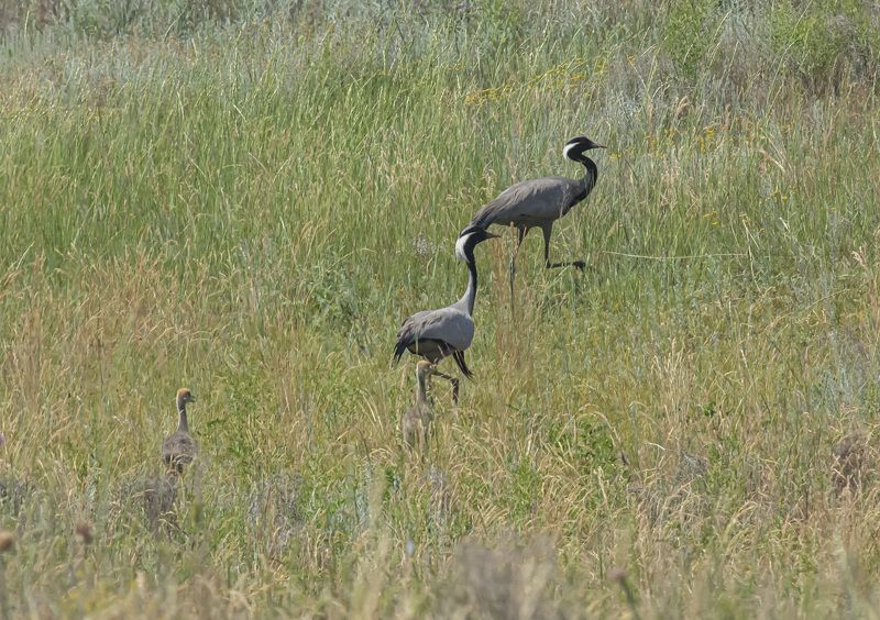 калмыкия. птицы. журавль-красавка Семейство красавок фото превью