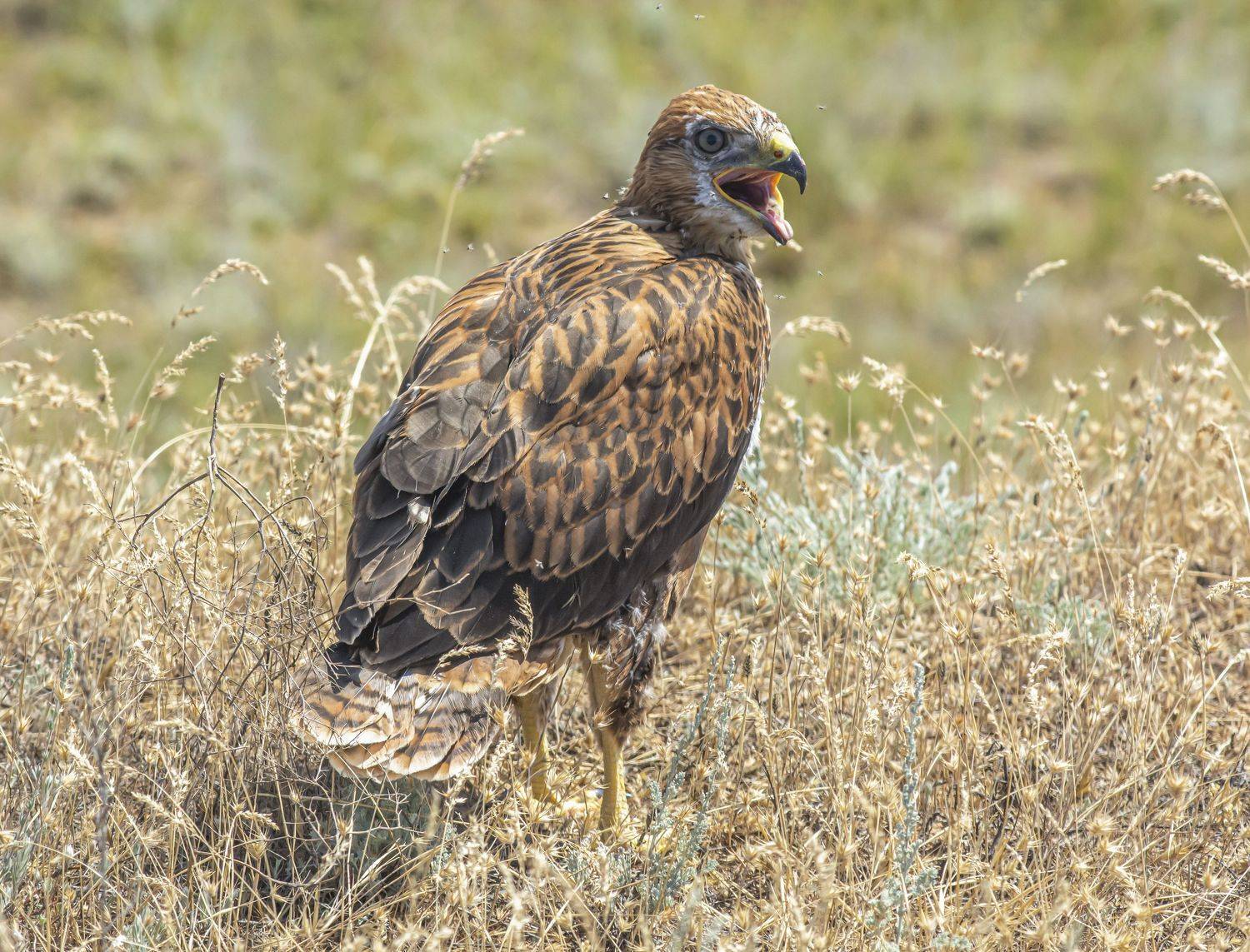 калмыкия. птицы. орел курганник., Савчук Сергей