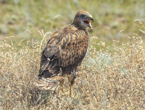 Слеток курганника