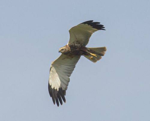 Болотный лунь