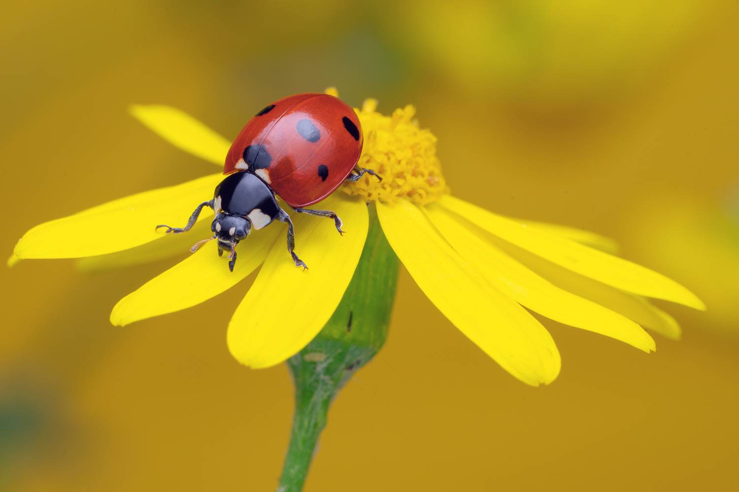 ceclii, macro, Ganev Tsvetan