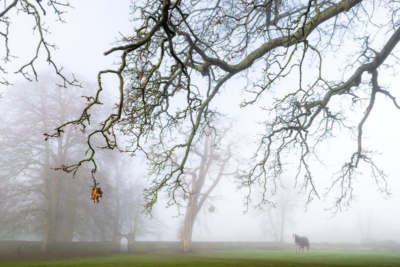 Утро туманное фото превью