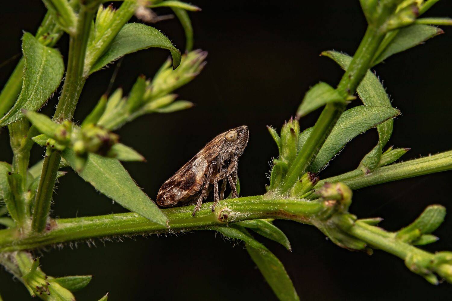 insect, macro, macrophoto, nature, close-up, insectphoto, insectlovers, Stephane