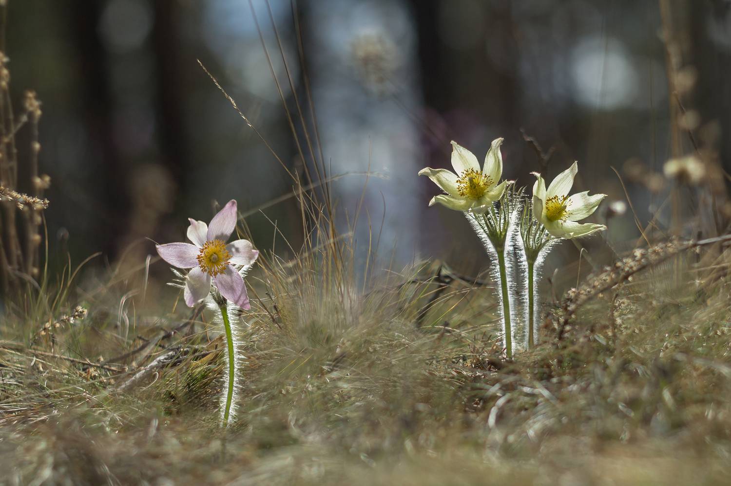 прострел раскрытый, сон-трава, весна, Koledova Irina