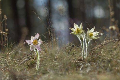 Такие разные сны