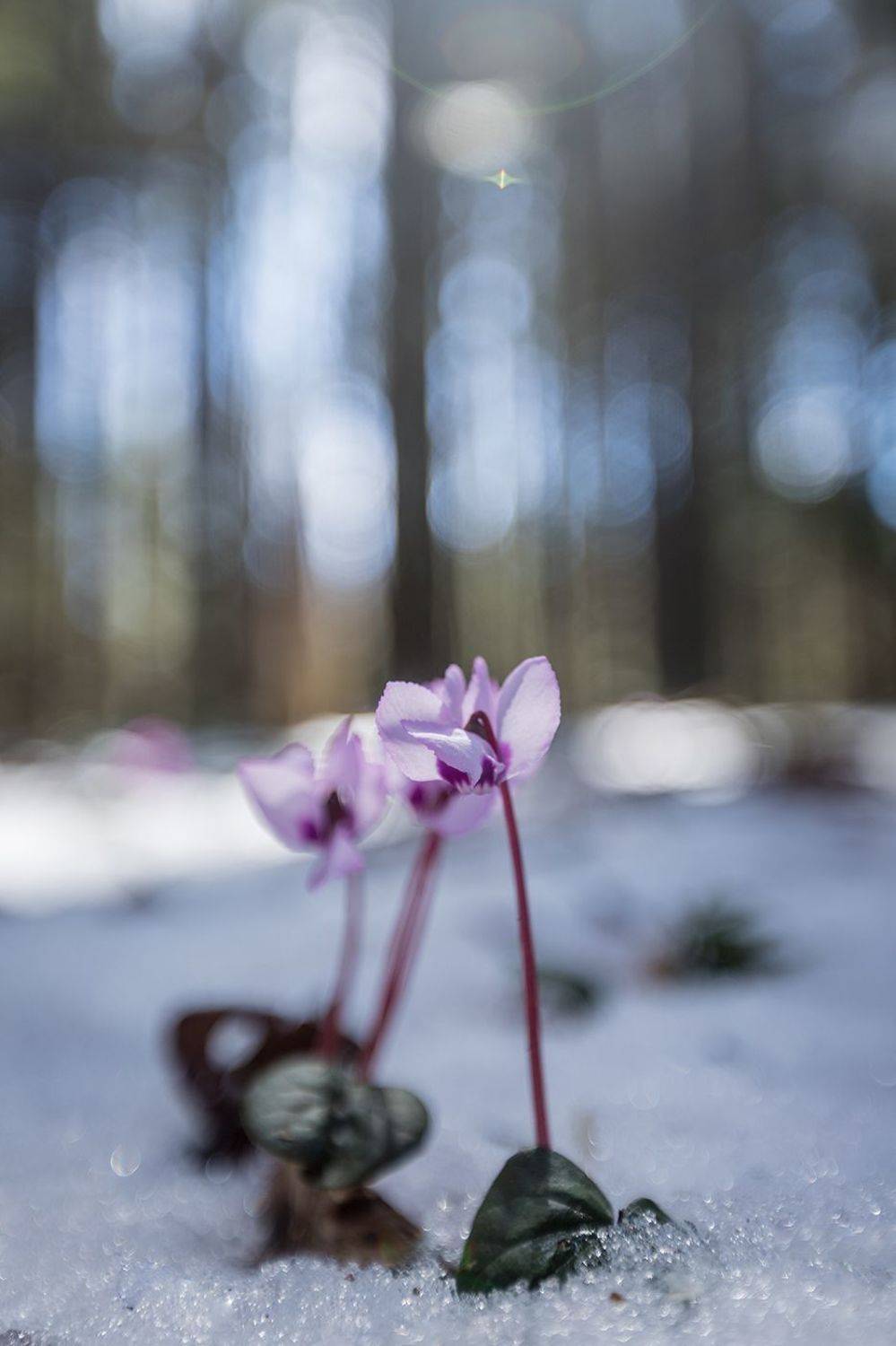 , Илья Михеев