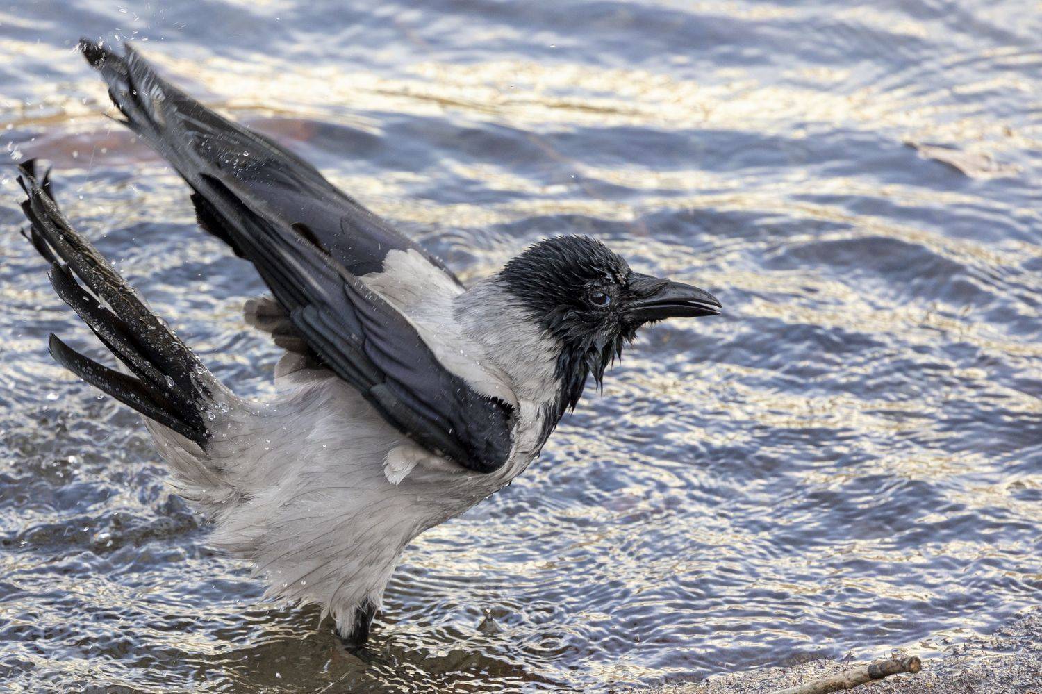 , Щепанов Дмитрий