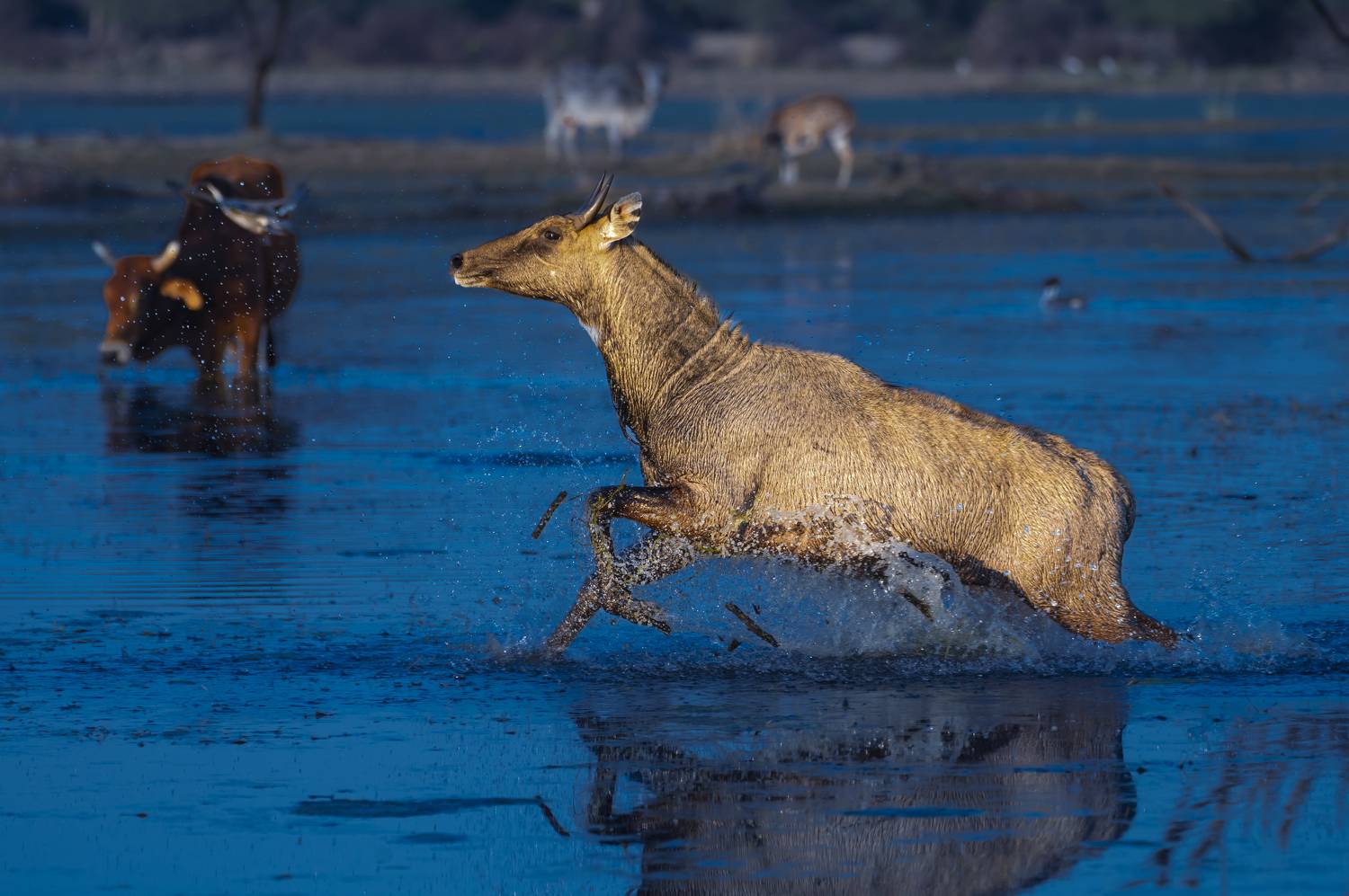 #birdphotography	 #birdsofinstagram	 #wildlifephotography	 #birds	 #naturephotography	 #bird	 #nature	 #wildlife	 #photography	 #birdwatching	 #natgeo	 #photooftheday	 #nikon	 #birding	 #naturelovers	 #canon	 #animals	 #birdlovers	 #travel	 #love	 #bestbi, Diganta Roy