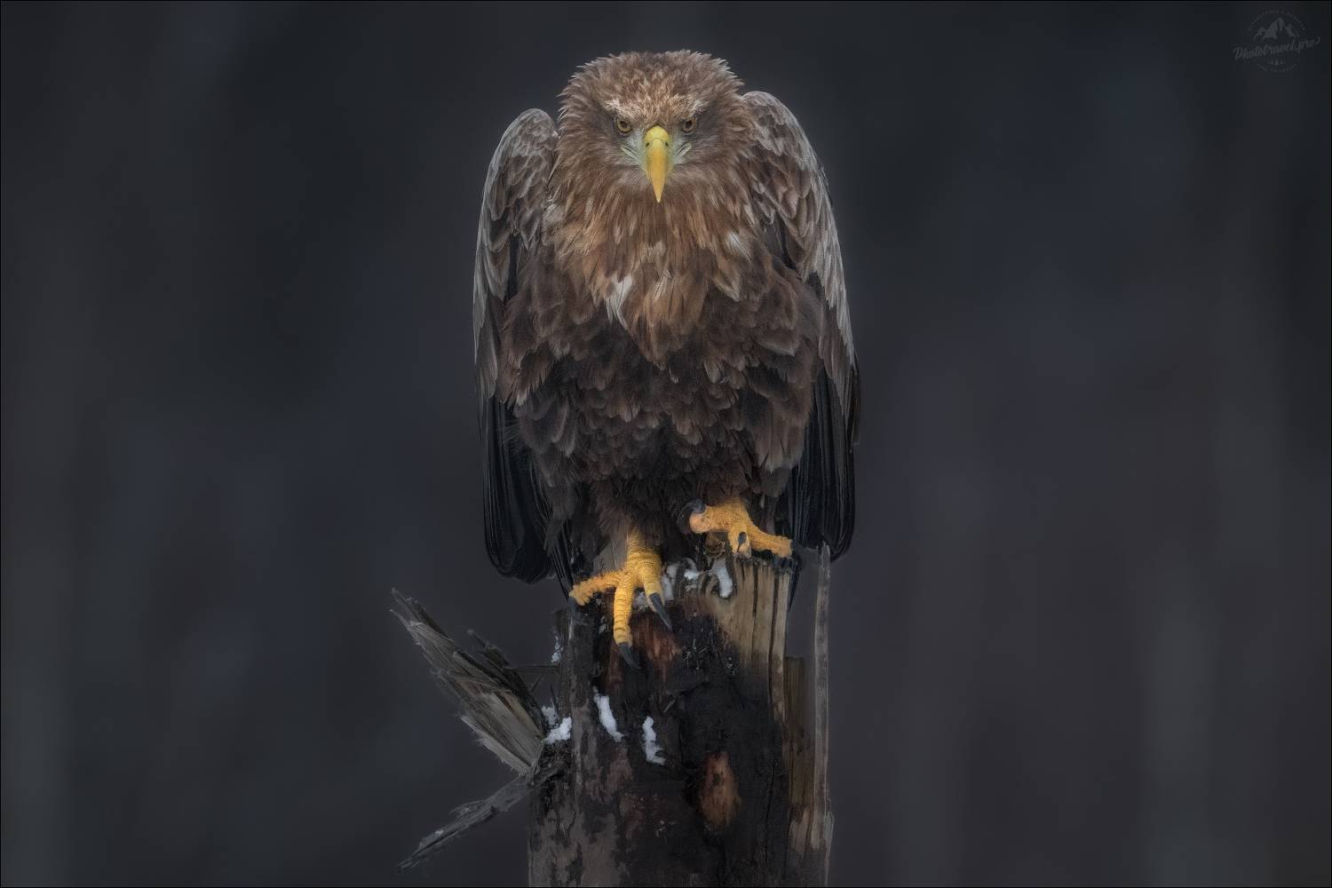 красный бор, фототур в красный бор, беларусь, орлан-белохвост, орлан, сероватень, haliaeetus albicilla, белохвостый орлан, white-tailed eagle, фотоохота, Влад Соколовский