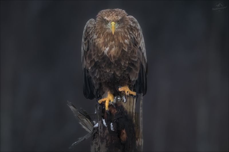 красный бор, фототур в красный бор, беларусь, орлан-белохвост, орлан, сероватень, haliaeetus albicilla, белохвостый орлан, white-tailed eagle, фотоохота Прокурор фото превью