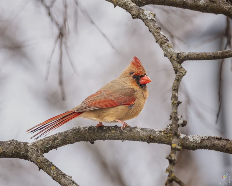 Female cardinal фото превью