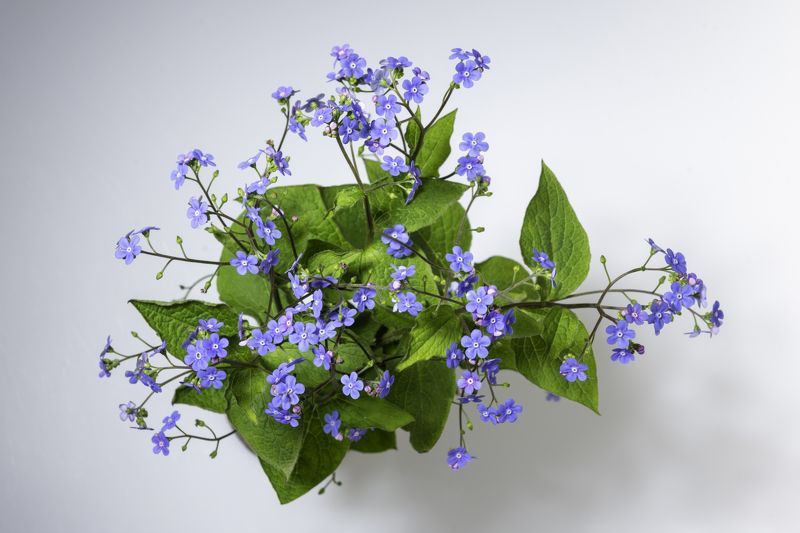 Незабравки фото превью