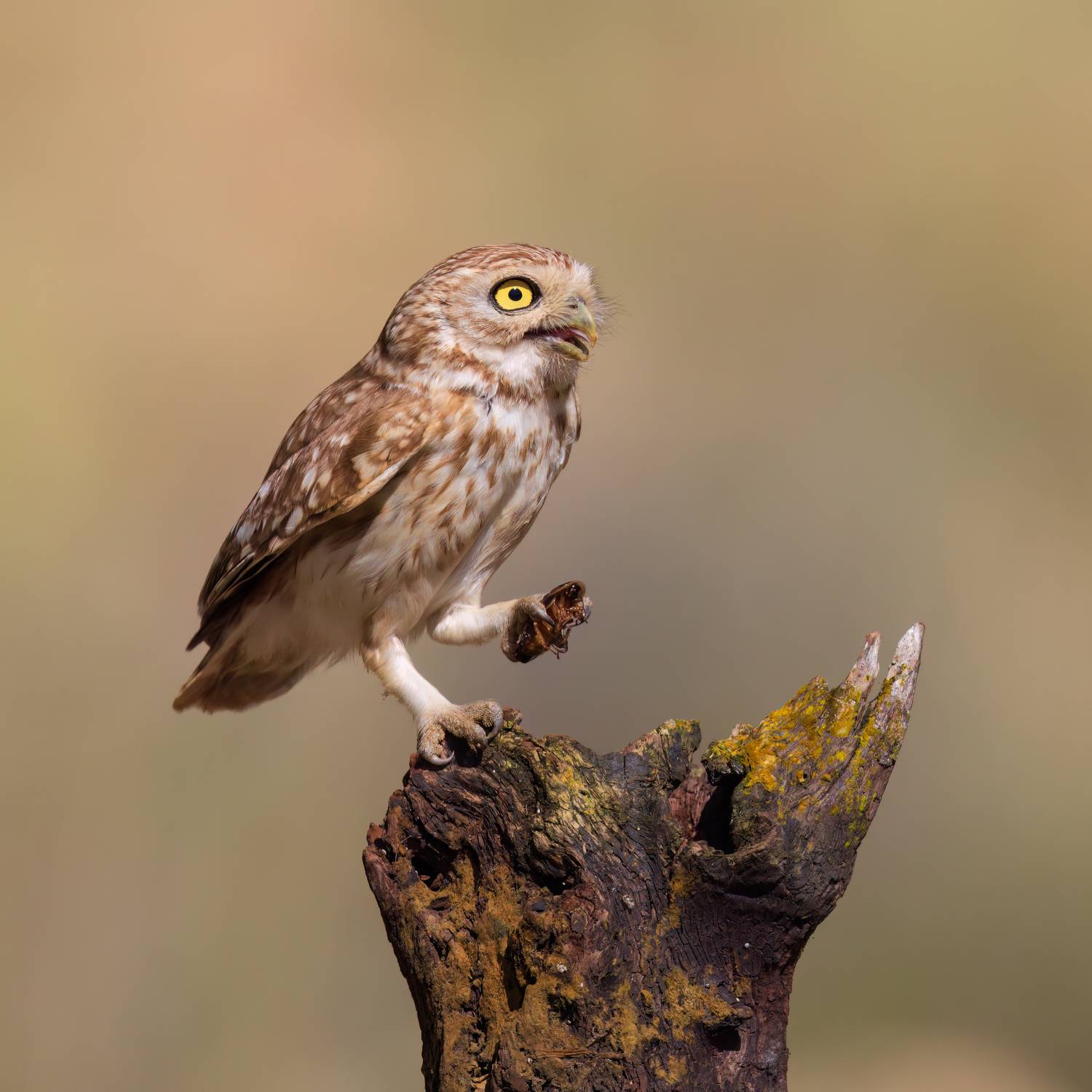 , Фруман Евгений