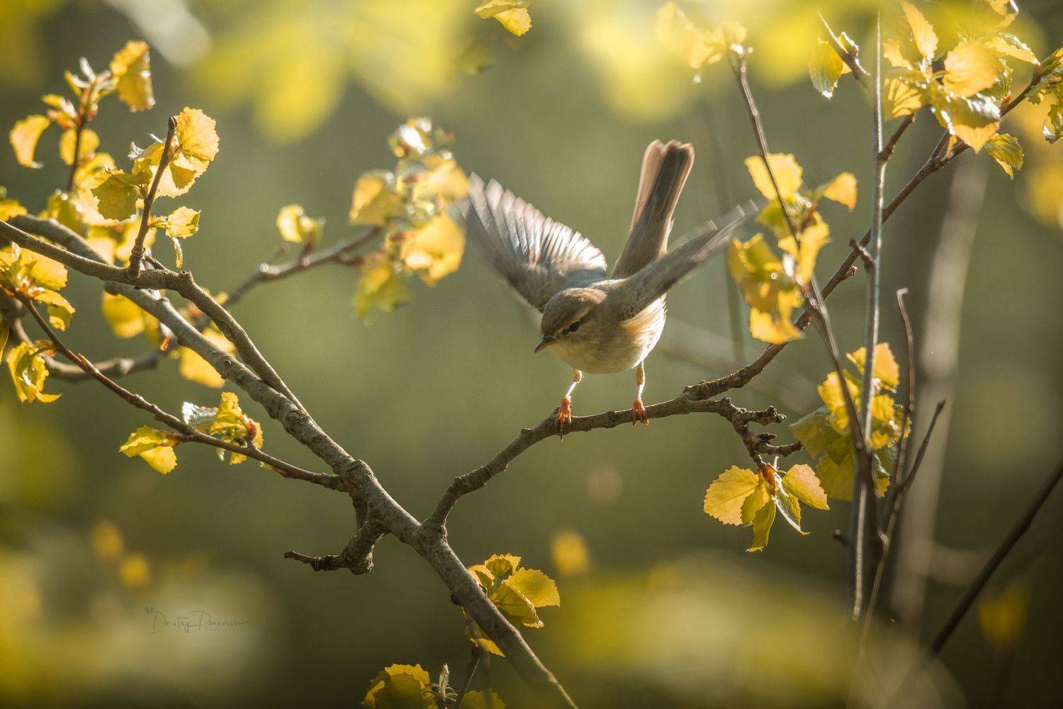 природа, лес, поля, огороды, животные, птицы, макро, Посевич Дмитрий