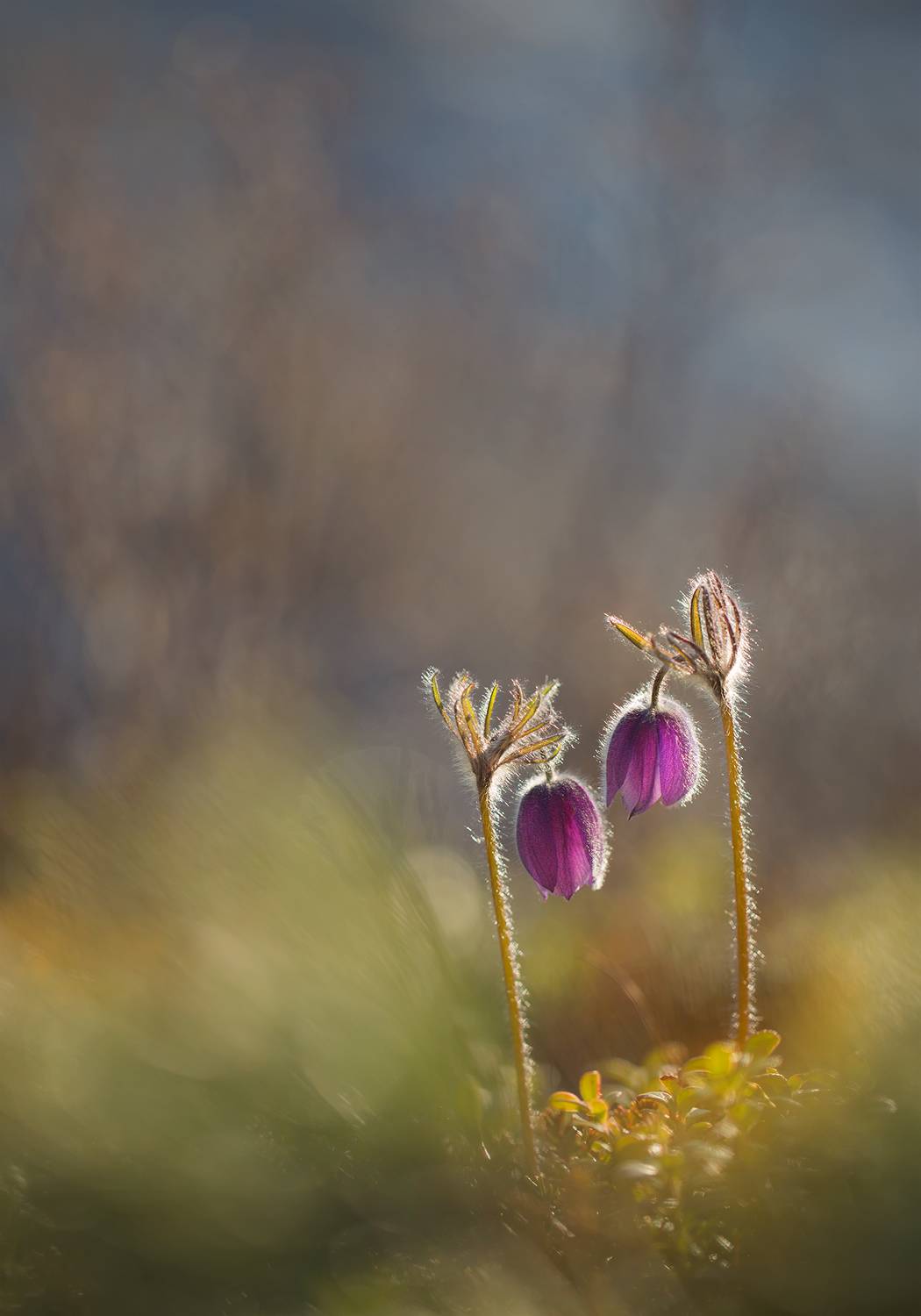 нерюнгри, сон-трава, якутия, растениялевиной, женялевина, евгениялевина, растенияякутии, весна, Евгения Левина